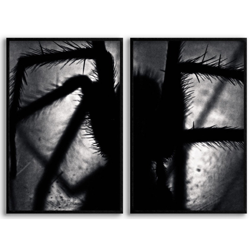 Spider on the Wall - 2-piece Poster