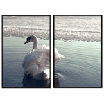 Swan in the Lake - Poster in Two Pieces