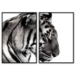 Tiger - Poster in Two Pieces