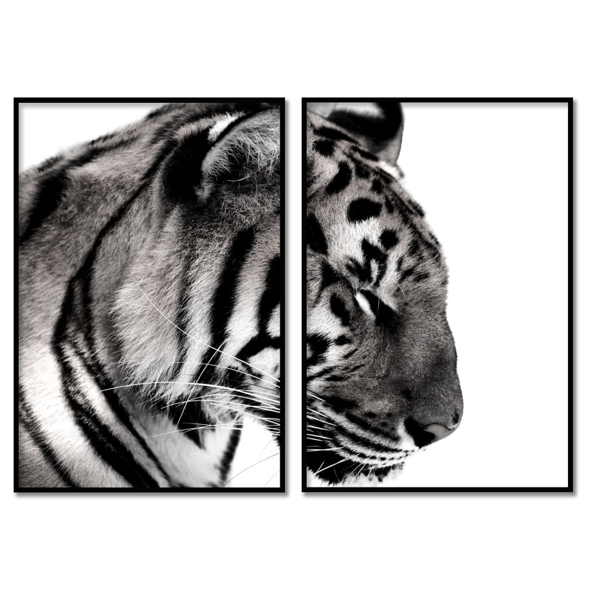 Tiger - Poster in Two Pieces