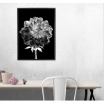 White Flower with Black Background - Poster