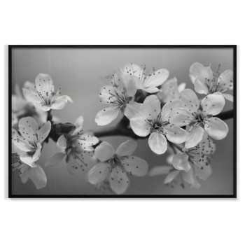 Vita blommor - Svartvit Poster