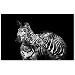 Zebra svartvit poster 50x70cm | Fri frakt!