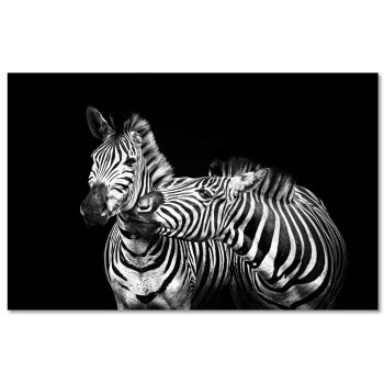Zebra 50x70cm  - Big Black and White Poster