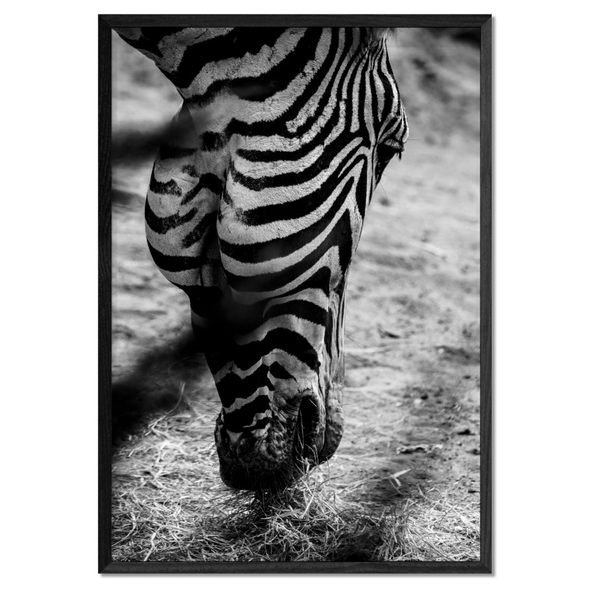Zebra Close Up - Black and White Poster