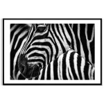 Zebra i Afrika - Svartvit Enkel Poster