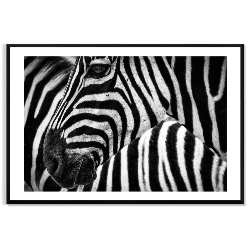 Zebra i Afrika - Svartvit Enkel Poster