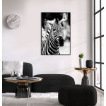 Zebra - Poster