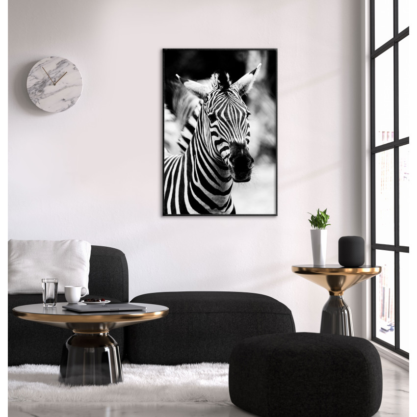 Zebra - Poster