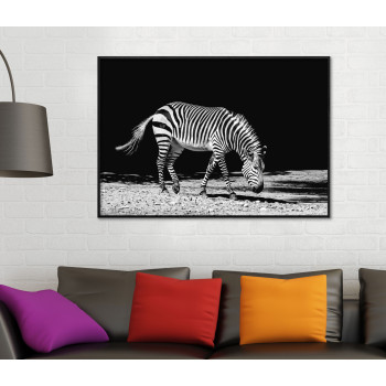 Zebra with Black Background - Black and White Poster