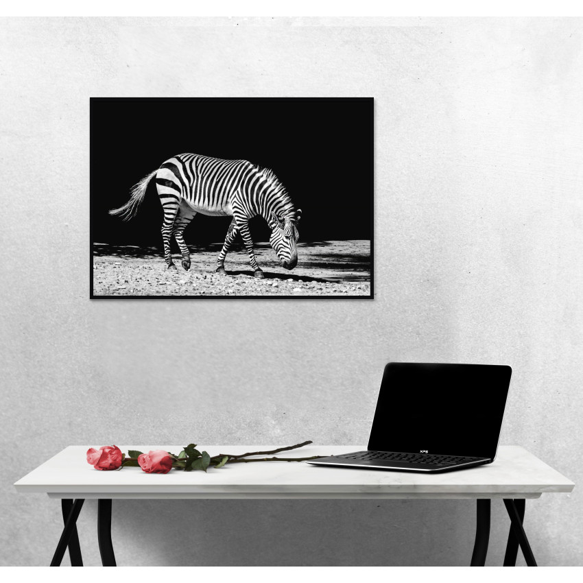 Zebra med Svart Bakgrund - Svartvit Tavla Print