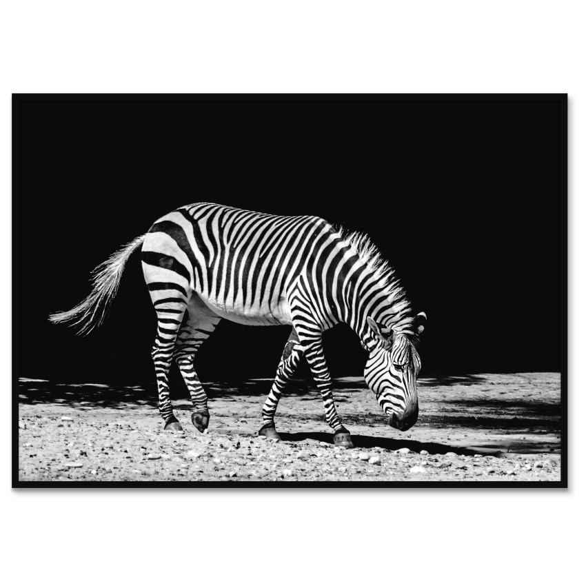Zebra med Svart Bakgrund - Svartvit Tavla Print