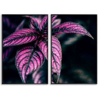 Rosa växt poster i två delar