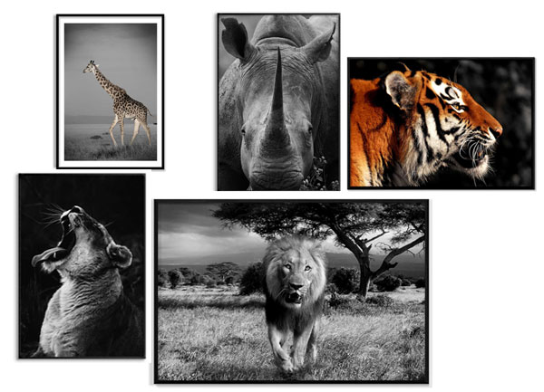 Posters med djurmotiv